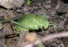 Vor allem die Bestände von Heuschrecken, die auf extensiv bewirtschaftetes Grünland angewiesen sind, gehen stark zurück. Beispiel: die Wanstschrecke (Polysarcus denticauda), die immer wieder ein Opfer zu früher Mahd wird. © Barbara Baach.