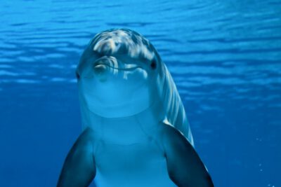 Tümmler / Photo: pxhere.com