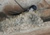 Die Mehlschwalbe baut ihr Nest in mühevoller Kleinarbeit aus rund 800 Lehmklümpchen und nutzt es über mehrere Jahre. Die Nester der potenziell gefährdeten Mehlschwalbe sollen daher erhalten bleiben. Foto © Marcel Burkhardt