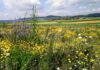 Hochwertige BFF im Ackerland bieten eine Chance für alle Beteiligten: Sie bringen agronomische Vorteile, bieten den Tier- und Pflanzenarten einen Lebensraum und sorgen für wunderschöne und abwechslungsreiche Kulturlandschaften. Foto © Markus Jenny