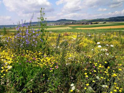 Hochwertige BFF im Ackerland bieten eine Chance für alle Beteiligten: Sie bringen agronomische Vorteile, bieten den Tier- und Pflanzenarten einen Lebensraum und sorgen für wunderschöne und abwechslungsreiche Kulturlandschaften. Foto © Markus Jenny