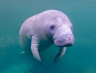 Florida manatee. Please credit: Allison Burkhard/Allison Burkhard Wildlife Photography