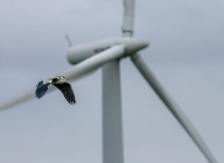 Der beschleunigte Ausbau der Windenergie geht mit einer massiven Gefahr für die Artenvielfalt über und unter Wasser einher. Photo: Premek Hajek / Pixabay