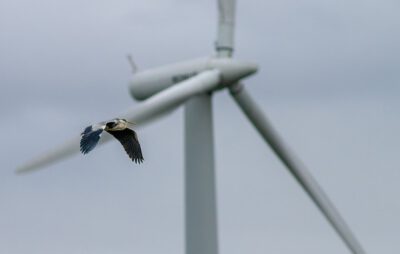 Natur- und Tierschutzschutzverbände reichen Beschwerde bei der Europäischen Kommission gegen die Bundesrepublik Deutschland ein 1 Der beschleunigte Ausbau der Windenergie geht mit einer massiven Gefahr für die Artenvielfalt über und unter Wasser einher. Photo: Premek Hajek / Pixabay