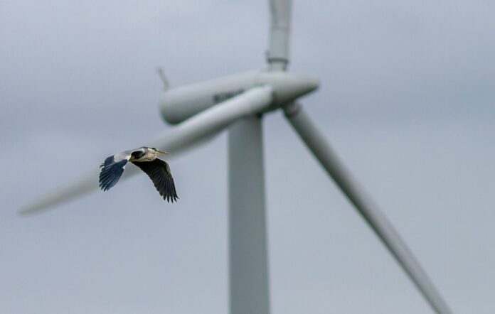 Der beschleunigte Ausbau der Windenergie geht mit einer massiven Gefahr für die Artenvielfalt über und unter Wasser einher. Photo: Premek Hajek / Pixabay