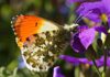 Der Aurorafalter (Anthocharis cardamines) ist laut Analyse der Wissenschaftler:innen die einzige Tagfalterart in der EU, für die eine signifikante Zunahme verzeichnet werden kann. Foto: Ulrike Schäfer