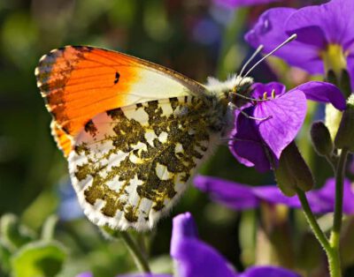 Der Aurorafalter (Anthocharis cardamines) ist laut Analyse der Wissenschaftler:innen die einzige Tagfalterart in der EU, für die eine signifikante Zunahme verzeichnet werden kann. Foto: Ulrike Schäfer