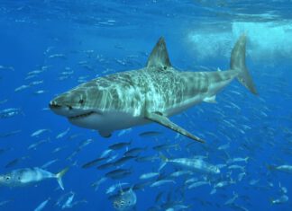 Great white shark at Isla Guadalupe, Mexico / © Terry Goss (CC BY-SA 3.0)