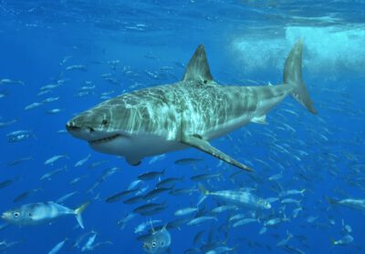 Great white shark at Isla Guadalupe, Mexico / © Terry Goss (CC BY-SA 3.0)