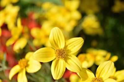 BUND-Zierpflanzentest: Giftfalle im Blumentopf 1 Goldmarie Photo: Leopictures / Pixabay