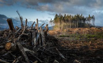 Die Bioenergie-Produktion könnte zu erheblichen CO2-Emissionen führen, wenn Wälder in Regionen abgeholzt werden, wo die Landnutzung nur schwach oder gar nicht reguliert wird. Foto: Matt Palmer / Unsplash