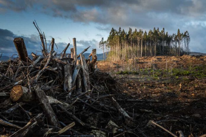 Die Bioenergie-Produktion könnte zu erheblichen CO2-Emissionen führen, wenn Wälder in Regionen abgeholzt werden, wo die Landnutzung nur schwach oder gar nicht reguliert wird. Foto: Matt Palmer / Unsplash