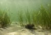 Seegraswiesen wie hier in Noer in der Ostsee sind ein wichtiger Lebensraum im Flachwasser. Foto: Jan Dierking, GEOMAR