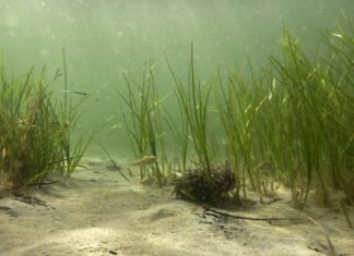 Seegraswiesen wie hier in Noer in der Ostsee sind ein wichtiger Lebensraum im Flachwasser. Foto: Jan Dierking, GEOMAR