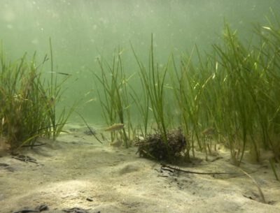 Seegraswiesen wie hier in Noer in der Ostsee sind ein wichtiger Lebensraum im Flachwasser. Foto: Jan Dierking, GEOMAR