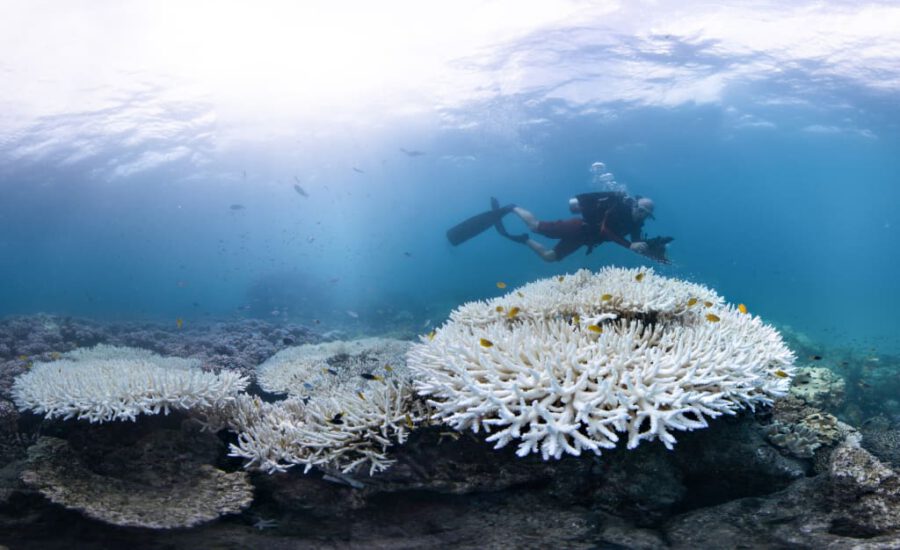 Photo Credit: Ocean Image Bank / The Ocean Agency_Bleaching