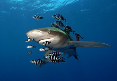 Oceanic whitetip shark (Carcharhinus longimanus) © Elke Bojanowski WWF-HK