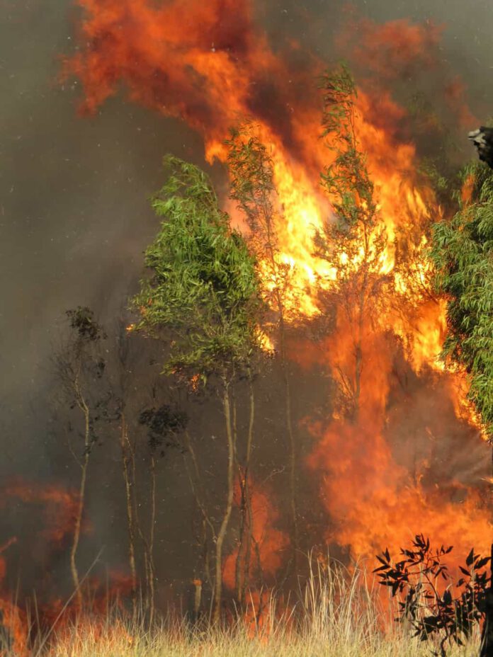 Fire is the important factor for locking the Amazon in a grassland state. Photo: Laureen Raftopulos/pexels
