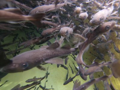 Ein Schwarm Polardorsche im Laborbecken, Tromsø, Norwegen. Foto von den Forschungsarbeiten des AWI-Wissenschaftlers Flemming Dahlke im Rahmen des BIOACID-Programmes zu den Folgen der Ozeanerwärmung und -versauerung.