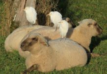 Seinen Namen hat der Kuhreiher von seinem Verhalten, sich oft in der Nähe von Kühen aufzuhalten. Die Weidetiere scheuchen Insekten auf, auf die der Kuhreiher Jagd macht. Die Nähe zu Weidetieren beschränkt sich aber nicht auf Kühe, auch Schafen, Pferden und weiteren Tieren folgt der Kuhreiher gerne. Foto © Livio Rey