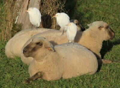 Seinen Namen hat der Kuhreiher von seinem Verhalten, sich oft in der Nähe von Kühen aufzuhalten. Die Weidetiere scheuchen Insekten auf, auf die der Kuhreiher Jagd macht. Die Nähe zu Weidetieren beschränkt sich aber nicht auf Kühe, auch Schafen, Pferden und weiteren Tieren folgt der Kuhreiher gerne. Foto © Livio Rey