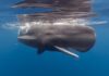 Juvenile Sperm Whale / Photo: Vincent Kneefel WWF