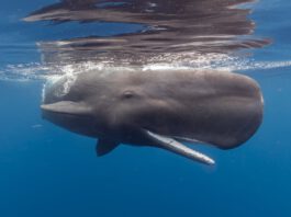 Juvenile Sperm Whale / Photo: Vincent Kneefel WWF