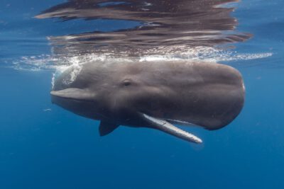 Juvenile Sperm Whale / Photo: Vincent Kneefel WWF