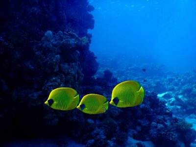 Drei Maskenfalterfische (Chaetodon semilarvatus) im Roten Meer. Maskenfalterfische können bis zu 23 cm lang werden, am häufigsten sind jedoch Körperlängen von bis zu 15 cm. (Bild: Maria Dornelas)