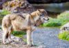 Wolf in Goldau, Kanton Schwyz, Schweiz / © Tambako The Jaguar (Flickr, CC BY-ND 2.0)
