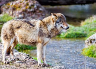 Wolf in Goldau, Kanton Schwyz, Schweiz / © Tambako The Jaguar (Flickr, CC BY-ND 2.0)
