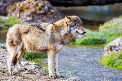 Wolf in Goldau, Kanton Schwyz, Schweiz / © Tambako The Jaguar (Flickr, CC BY-ND 2.0)