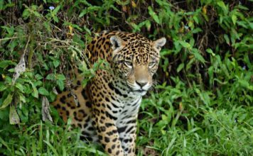 Jaguar © Anton Vorauer/ WWF