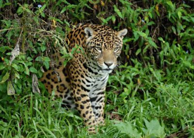 Jaguar © Anton Vorauer/ WWF