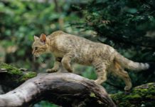 Die europäische Wildkatze breitet sich in deutschen Wäldern weiter aus.  (Thomas Stephan / BUND)