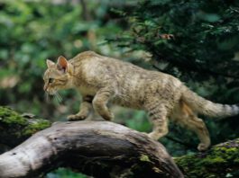 Die europäische Wildkatze breitet sich in deutschen Wäldern weiter aus.  (Thomas Stephan / BUND)