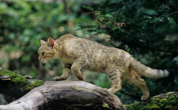 Die europäische Wildkatze breitet sich in deutschen Wäldern weiter aus.  (Thomas Stephan / BUND)