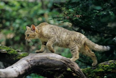 Die europäische Wildkatze breitet sich in deutschen Wäldern weiter aus.  (Thomas Stephan / BUND)