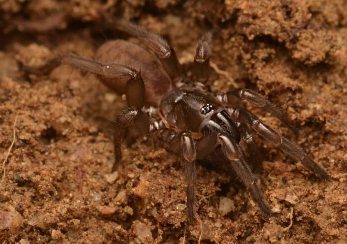 Fagilde's Trapdoor Spider (Nemesia berlandi). The species was one of the world's most wanted lost species by the Search for Lost Species, but was rediscovered in 2023. (Photo by Sergio Henriques)