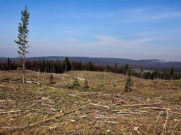 Cleared forest area in Canada - Photo:(GRID Arendal Flickr, CC BY-NC-SA 2.0)