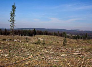 Cleared forest area in Canada - Photo:(GRID Arendal Flickr, CC BY-NC-SA 2.0)