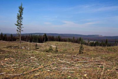 Cleared forest area in Canada - Photo:(<a href=