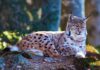 Luchs im Tierfreigelände des Nationalparkzentrums Lusen im Nationalpark Bayerischer Wald © Peterpan244 (CC BY-SA 4.0)