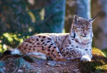 Luchs im Tierfreigelände des Nationalparkzentrums Lusen im Nationalpark Bayerischer Wald © Peterpan244 (CC BY-SA 4.0)