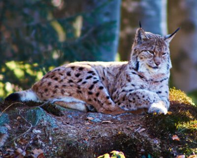 Luchs im Tierfreigelände des Nationalparkzentrums Lusen im Nationalpark Bayerischer Wald © Peterpan244 (CC BY-SA 4.0)