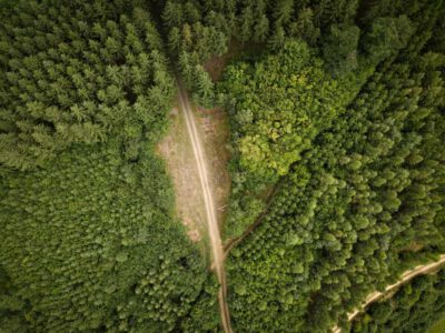 WWF-Studie: Heimische Forststraßen reichen fünfeinhalbmal um die Erde 1 Wald Strassen © Christian Lendl