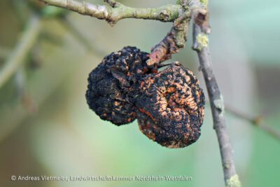 Kern- und Steinobst Fruchtmumien (Monilia-Fruchtfäule) in Obstbäumen. Photo: Andreas Vietmeier, Landwirtschaftskammer Nordrhein-Westfalen