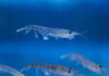 Some populations of Antarctic krill have shifted south, closer to Antarctica, as ocean warming and sea-ice changes alter their habitat. Photo: Brett Wilks