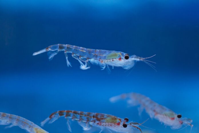 Some populations of Antarctic krill have shifted south, closer to Antarctica, as ocean warming and sea-ice changes alter their habitat. Photo: Brett Wilks