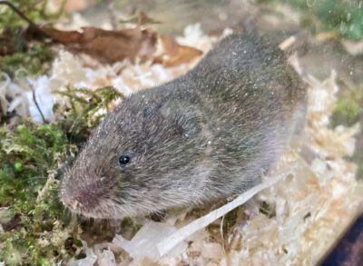 Die gefundene Bayerische Kurzohrmaus belegt ein bestehendes Vorkommen in Bayern. Quelle: David Stille, Stille NATUR